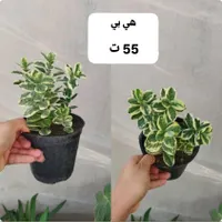 گل و گیاه طبیعی|گل و گیاه طبیعی|بندر گناوه, |دیوار