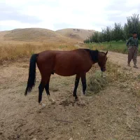 اسب|اسب و تجهیزات اسبسواری|اشنویه, |دیوار