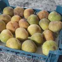 انجیر تازه چیده شده