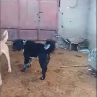 سگ دزدیده شوده