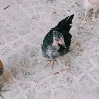 جوجه 90 روزه