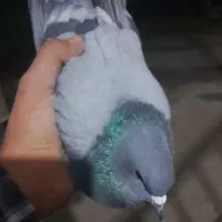 کبوتر غریب