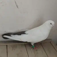کبوتر تک دم نر