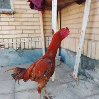 خروس لاری تاج مهر و صابونی
