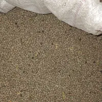 کروشنه گاودانه