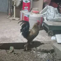 خروس چهل تاج قلباقالی مرغ گیر