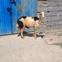 قوچ وبره