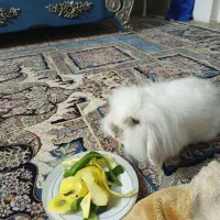 خرگوش ۸ماهه