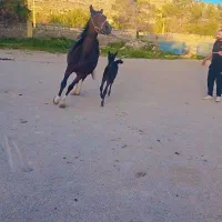 فروش اسب زیبا با کره