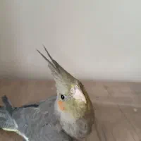 دو عدد عروس هلندی
