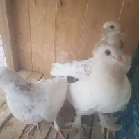 ۳ تا کبوتر