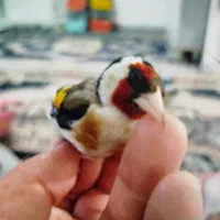 جوجه سهره رسمی