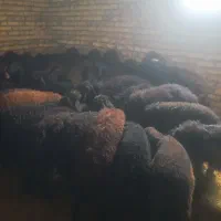 خریدفروش بره قزل افشارقره جلو