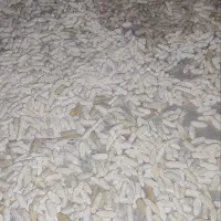 کشک|خوردنی و آشامیدنی|میبد, |دیوار