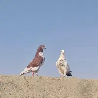 کفتر