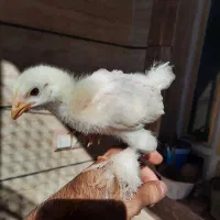 جوجه برهما