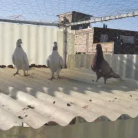 کبوتر.  کفتر
