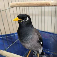 مرغ مینا سخنگو