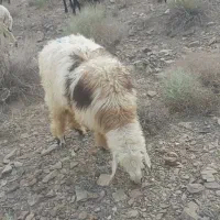 بره