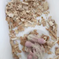 عروس هلندی مولد با 3 جوجه