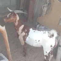 بز آبستن
