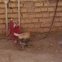 مرغ و نیمچه محلی
