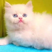 همراهی شیرین/ برای خانه ای گرم/گربه