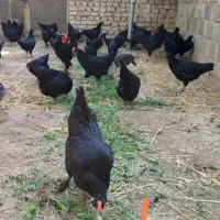 مرغ وخروس قربانی سیاه