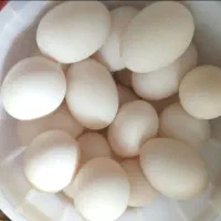 تخم اردک زرد طلایی