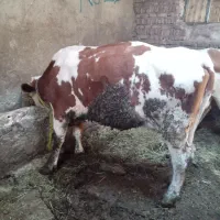 گاو مونت بیلیارد دو دندان گوشتی