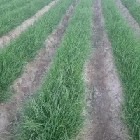 سلام درود پیاز غده سایروس دستگیری مینروا دستگیری