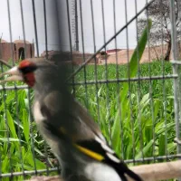 سهره دورگ کرمونی مست روانی