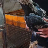 تعدادی خروس لاری ومرغ لاری جوجه ۱هفته ی ۳ماهه اصل