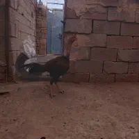 خروس مرغ ..لار ی