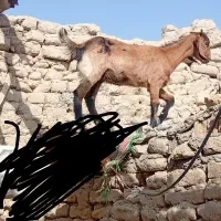 کهره ماده