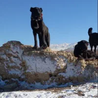 یه جفت سگ ۲سال سرابی گله ای دهن پاک همه چیز تموم