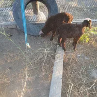 بره نر