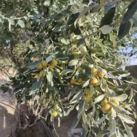 فروش باغ در مزارع حکیم اباد. طالخونچه مبارکه مجلسی