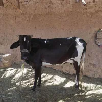 گاو هلیشتان شیری