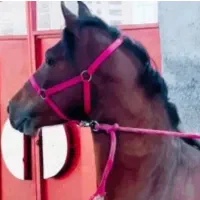 فروش چند راس اسب درجه یک