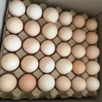 فروش عمده و جزئی تخم مرغ