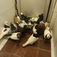 مجسمه کبوتر