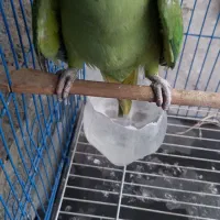 شاه طوطی