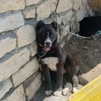 سگ سیاه