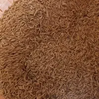 تخم جو هاشمی