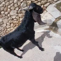 فروش پازن جوان و سرحال