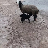 فروش دو عدد میش بره