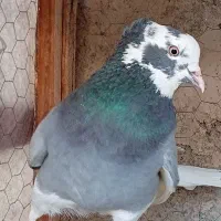 کفتر ابلغ نر