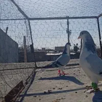 کبوتر پرنده ماده بدرنگ