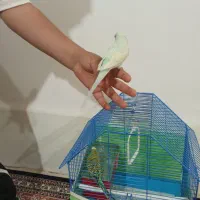 مرغ عشق